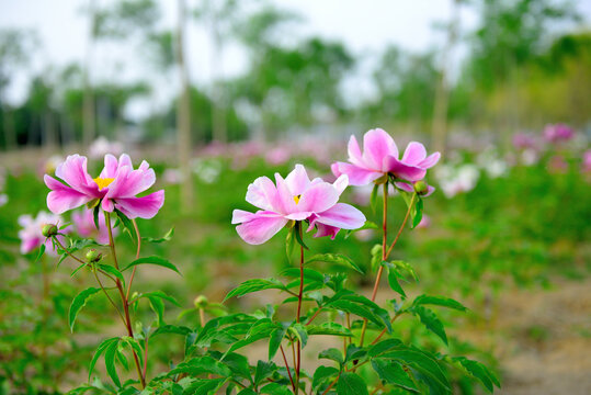 牡丹花