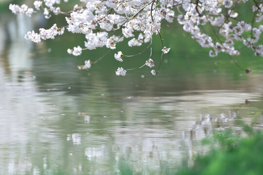 水边的樱花