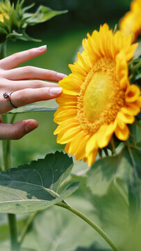手指与向日葵