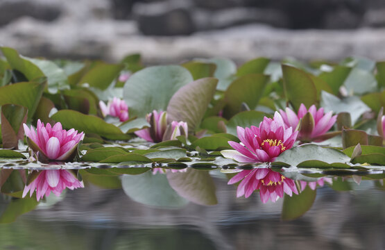 睡莲花开