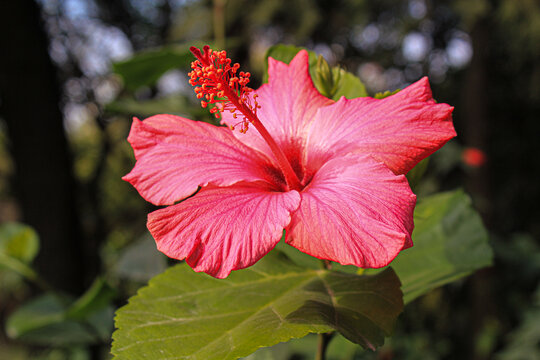 木槿花