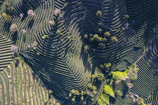 富阳老拔山村茶园