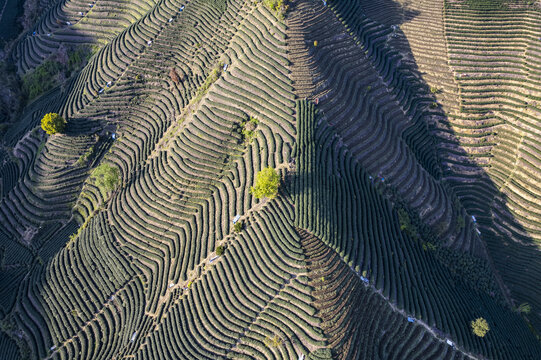 富阳老拔山村茶园