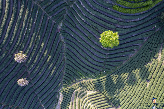 富阳老拔山村茶园