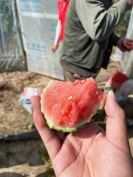 小糖丸手撕吊篮新鲜红肉西瓜