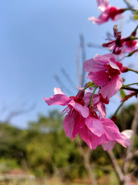 粉色桃花