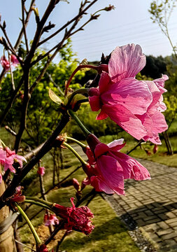 桃花树