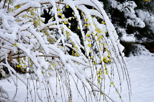 雪压连翘