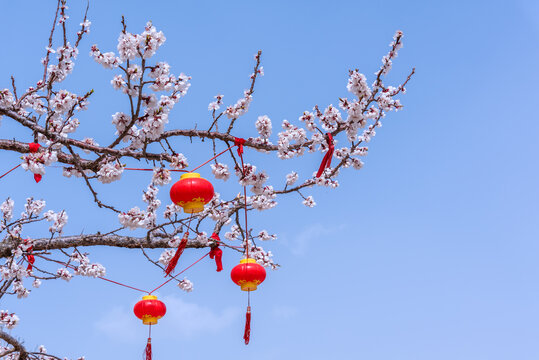 春天的桃花和挂满红灯笼的桃树