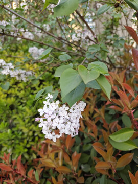 白色紫荆花