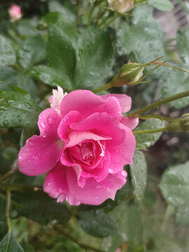 雨后的粉色玫瑰