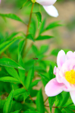 蜂恋花