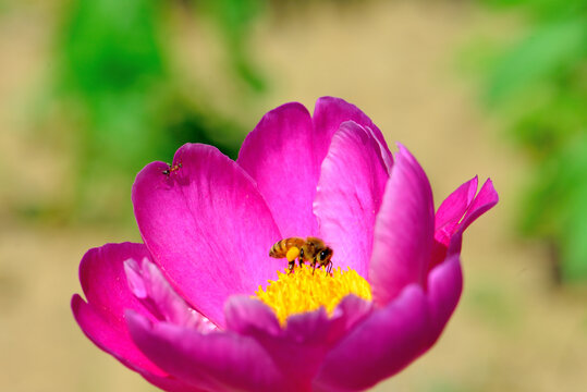 蜂恋花