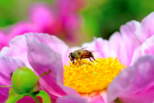 蜂恋花