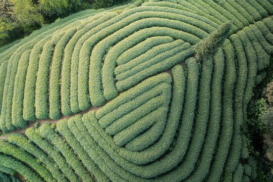 雅安大地指纹茶园