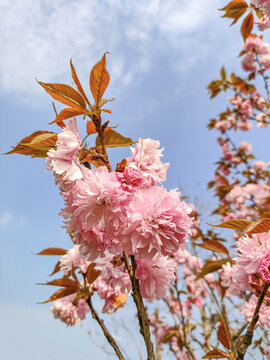 樱花