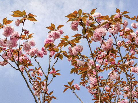 樱花