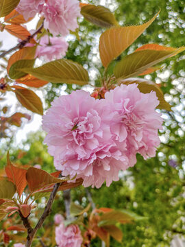 樱花