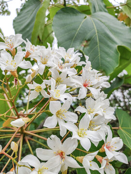 油桐花