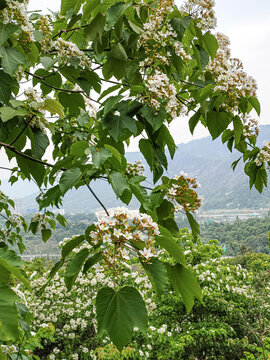 油桐花