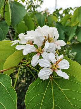 油桐花