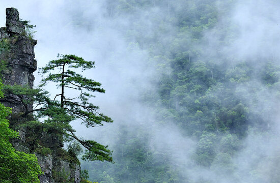 广西金秀莲花山苍松迎客