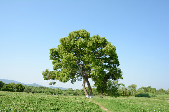 良渚遗址公园绿树