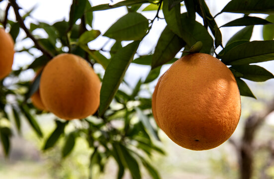 果园柑橘