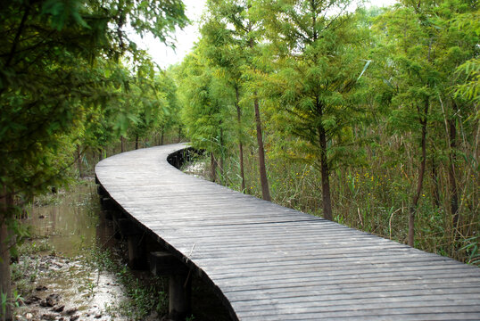 上海崇明岛西沙湿地