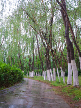 雨后公园