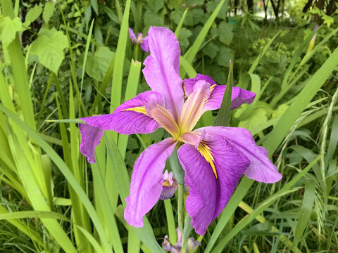 玉蝉花紫花鸢尾