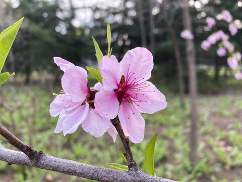 粉色桃花