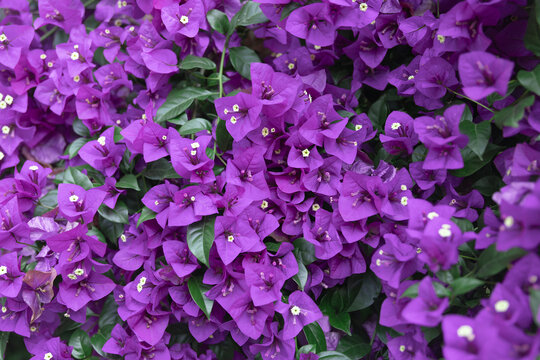 紫色花叶子植物