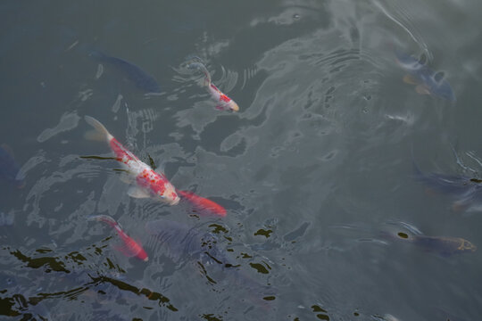 池塘观赏鱼锦鲤鱼群