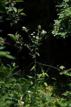 一年蓬花小野菊