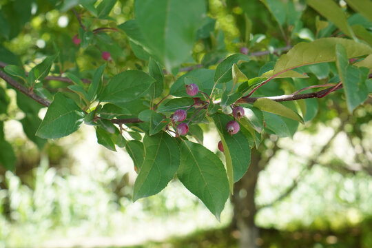 苹果树结果实