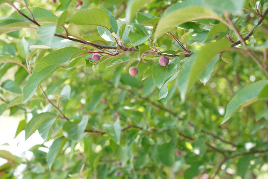 苹果树结果实