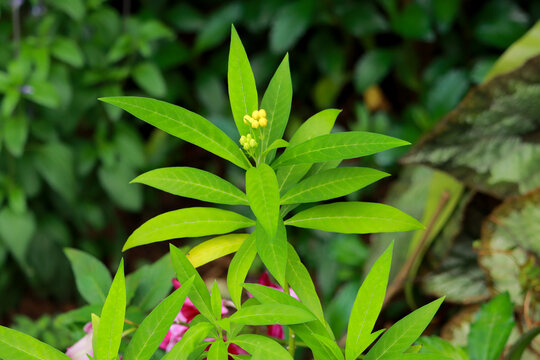 植物特写马利筋莲生桂子花