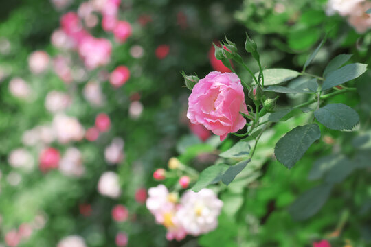 蔷薇花摄影