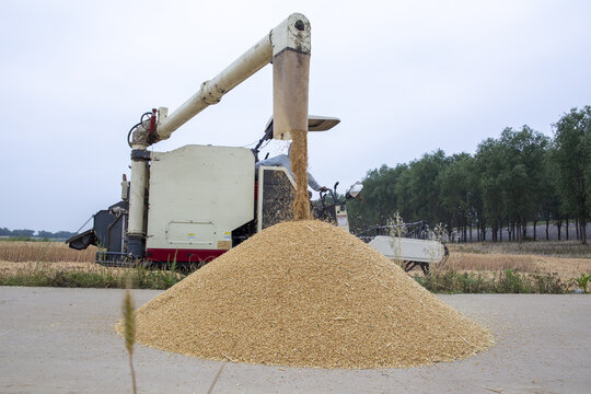 收割机收割小麦