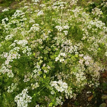 香菜花