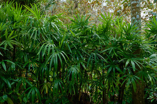 山林绿植背景