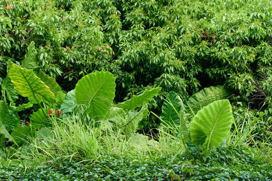 山林绿植背景