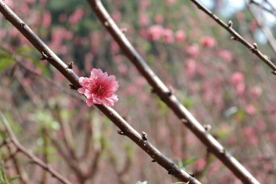 桃花