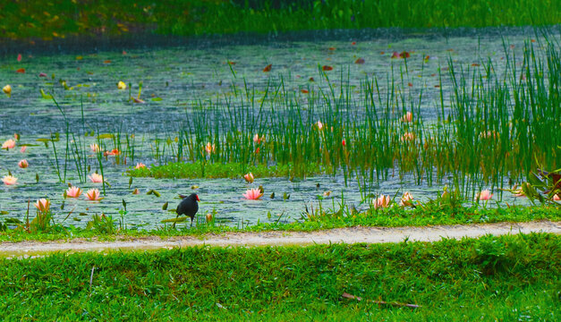 池塘水禽风景画