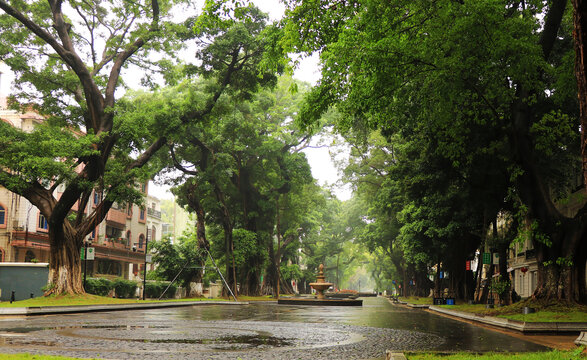 雨后古树街景