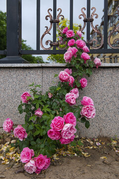 篱笆蔷薇