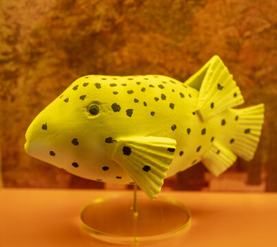 海鱼模型