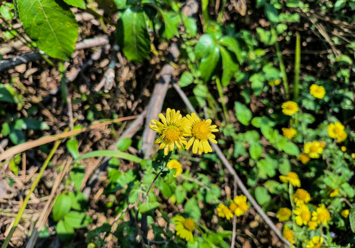 黄色野菊