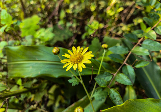 小野菊